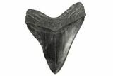 Fossil Megalodon Tooth - South Carolina #170330-1